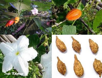 Ảnh minh hoạ: Internet