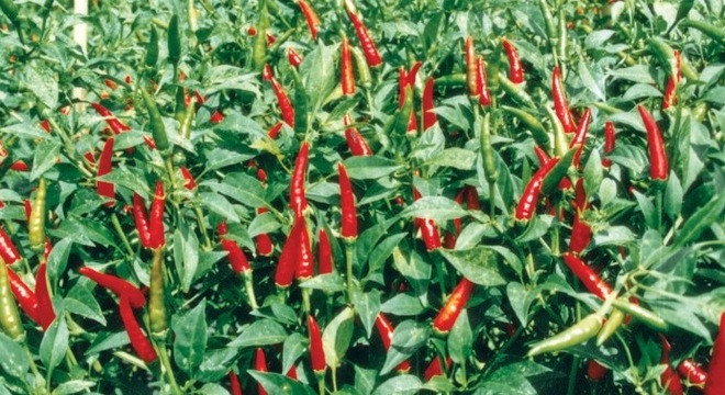 Ảnh minh hoạ: Internet