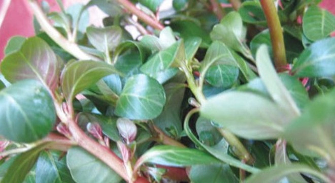 Ảnh minh hoạ: Internet