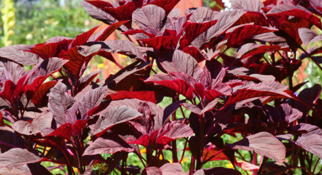 Ảnh minh hoạ: Internet