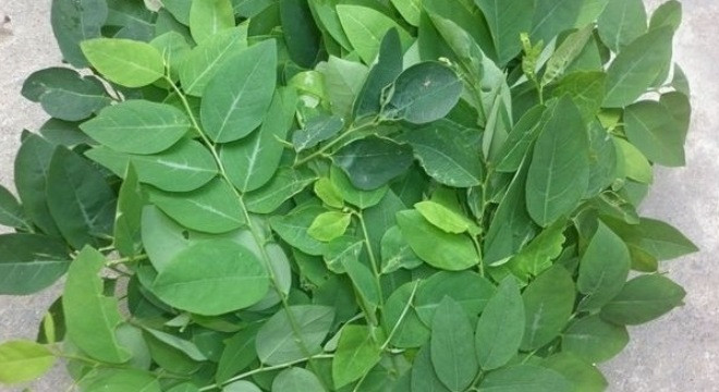 Ảnh minh hoạ: Internet