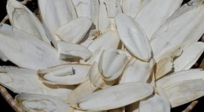 Ảnh minh họa: Internet