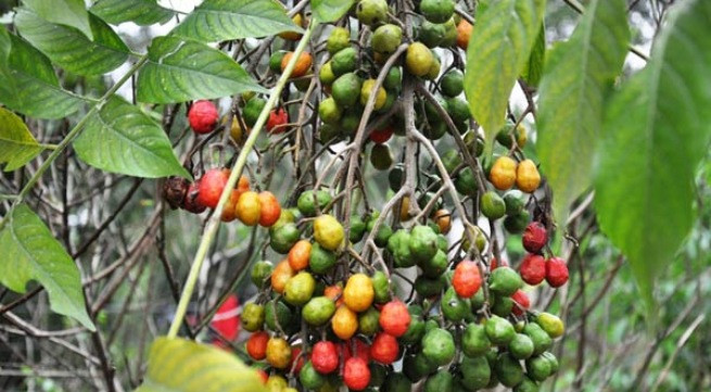 Ảnh minh họa: Internet