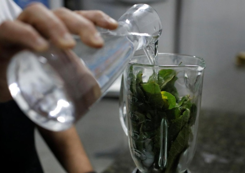 Lá Guasimo có chứa tanin, chất chống virus, được các bệnh nhân HIV Venezuela dùng để chữa bệnh.