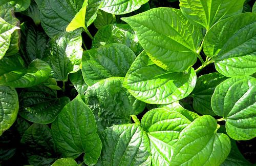 Ảnh minh hoạ: Internet