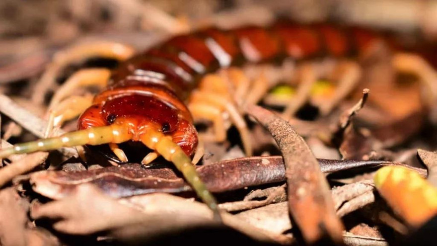 Rết có nọc độc và có thể tiêu diệt hàng ngàn con chim biển mỗi năm.