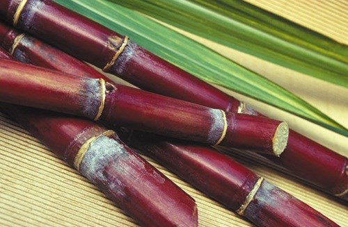 Ảnh minh họa: Internet