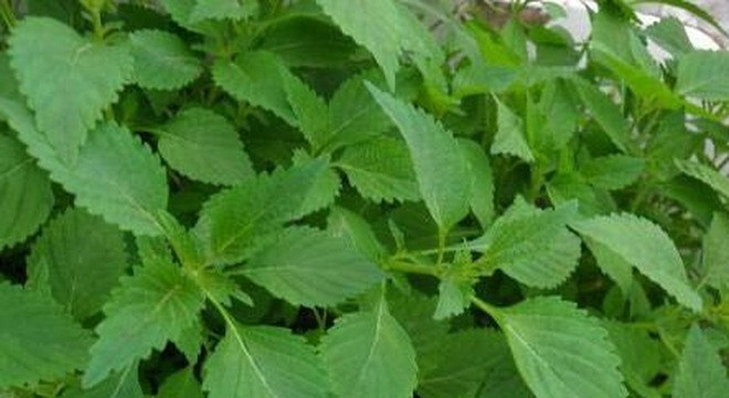 Ảnh minh hoạ: Internet