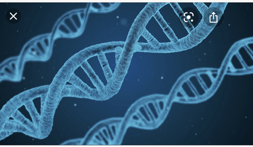 Một tập hợp các gen biến đổi mã cần thiết cho hệ miễn dịch thích ứng.