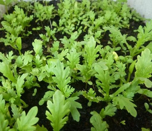 Ảnh minh hoạ: Internet