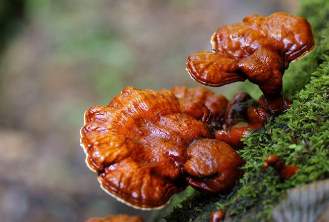 Ảnh minh họa: Internet