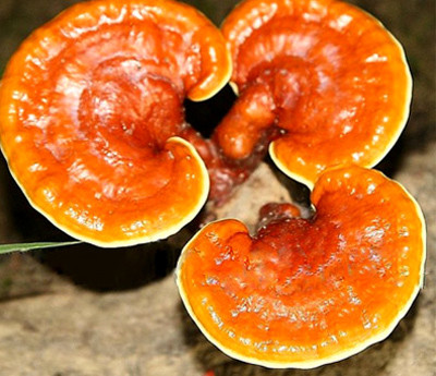 Ảnh minh hoạ: Internet