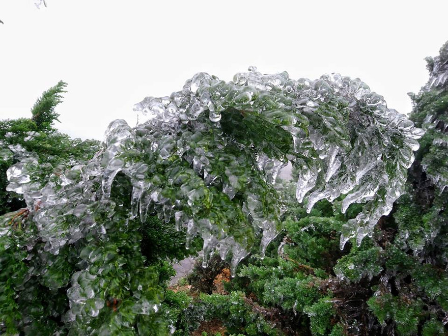 Cây cỏ khoác trên mình màu trắng tinh khôi *ảnh: Lăng Huy