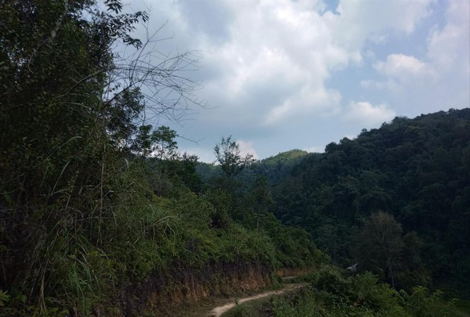 Hiện trường diên tích đất rừng bị "xẻ thịt" cấp đất cho 7 hộ dân trái phép .Ảnh: Duy Chiến