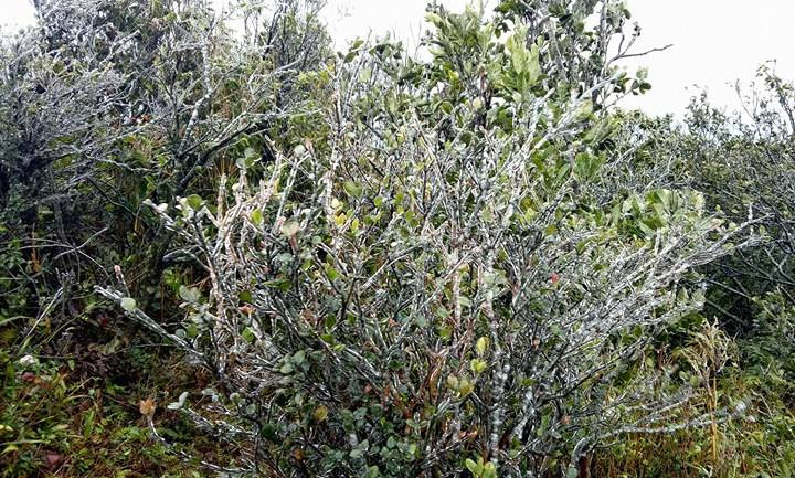 Băng tuyết phủ dầy trên đỉnh Mẫu Sơn. Ảnh: Vi Hồng 