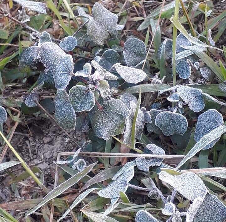 Sương muối đọng li ti trắng trên cây cối nom rất nên thơ .Ảnh: Duy Chiến