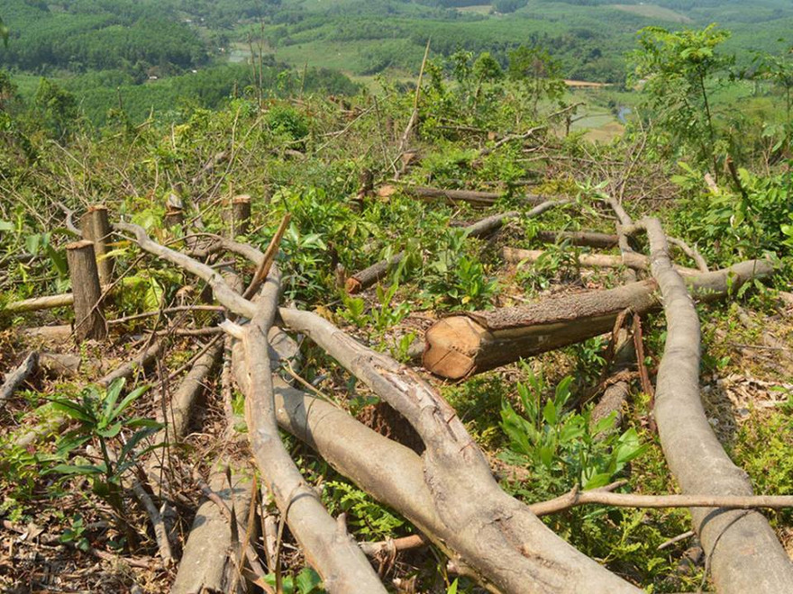 Rừng bị người dân địa phương tàn sát, triệt hạ để lấy đất làm nương rẫy *ảnh: TL