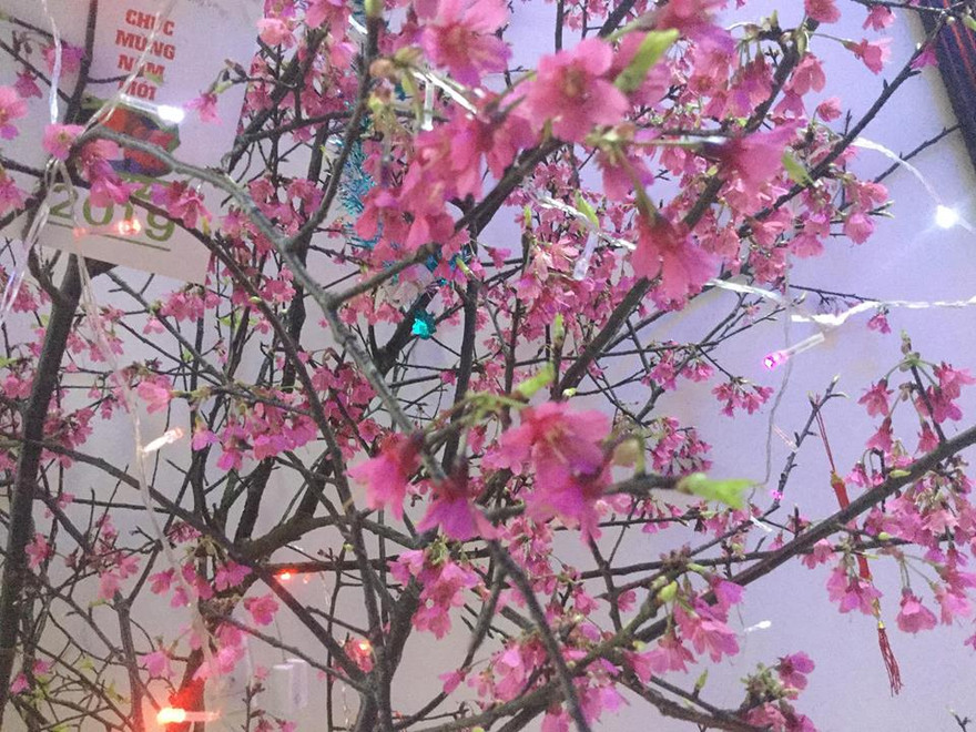 Rực rỡ đào Chuông xứ Lạng .Ảnh: Duy Chiến