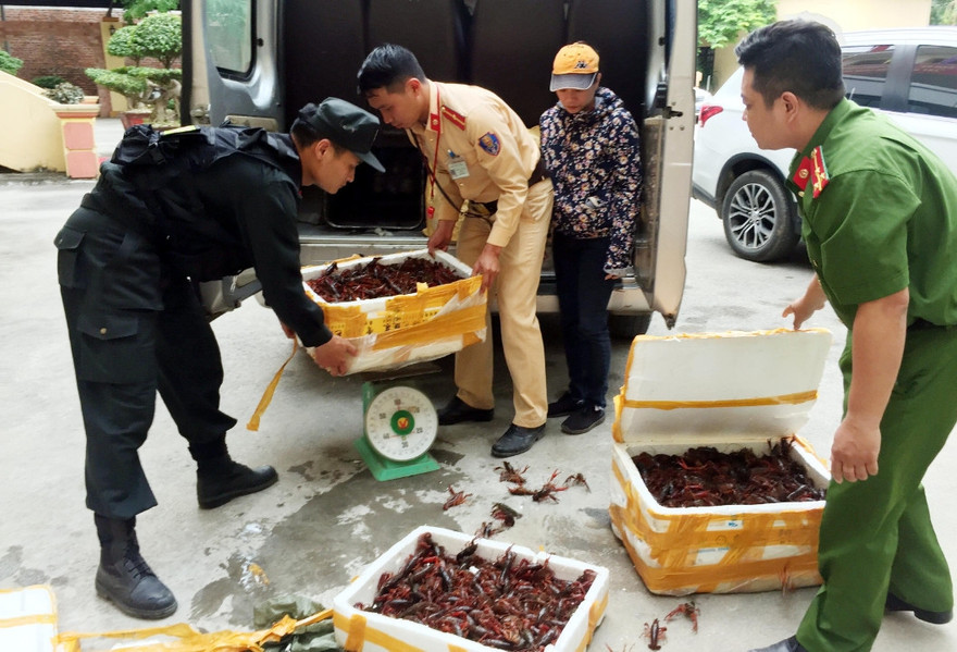 Lực lượng chức năng địa phương đang xử lý số tôm hùm đỏ vừa bị bắt giữ .Ảnh: TL