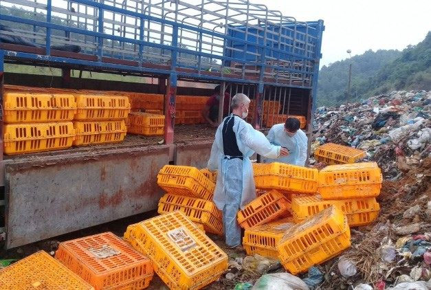 Sau khi bắt giữ, số gà nhập lậu được các ngành chức năng Cao Bằng xử lý, tiêu hủy *ảnh: CB