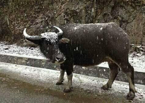 Trâu không kịp về chuồng dễ bị cảm lạnh .Ảnh: TL