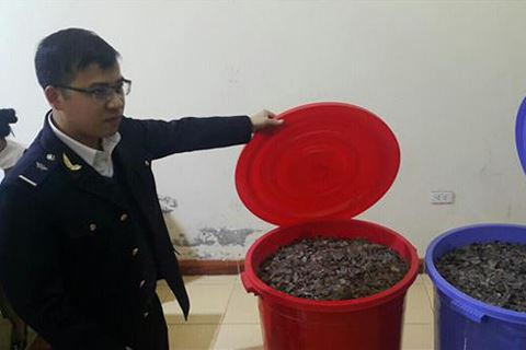 Lực lượng chức năng kiểm đếm số vẩy tê tê tạm giữ *ảnh: Duy Chiến