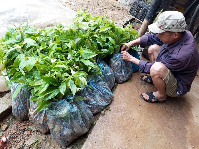 Nhiều hộ dân nghèo thấy giá cây giống quá cao đã từ chối nhận sự hỗ trợ của chính quyền huyện Bình Gia. Ảnh: Duy Chiến