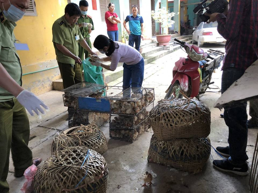Lực lượng chức năng Lạng Sơn kiểm đếm số gia cầm giống vừa bắt giữ *ảnh: TL