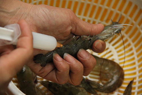 Tôm bơm tạp chất để tăng trọng lượng bán cho khách hàng. Ảnh minh hoạ: Internet