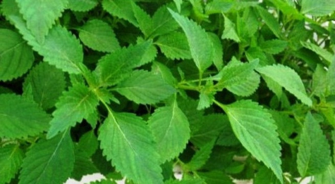 Ảnh minh họa: Internet