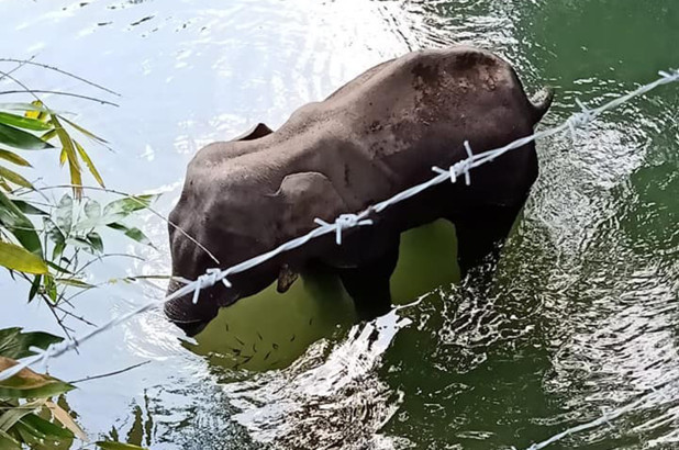 Voi mẹ đã chết trên dòng sông sau khi ăn phải quả dứa chứa chất nổ.