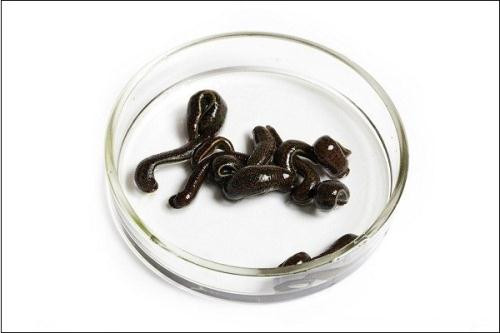 Ảnh minh họa: Internet