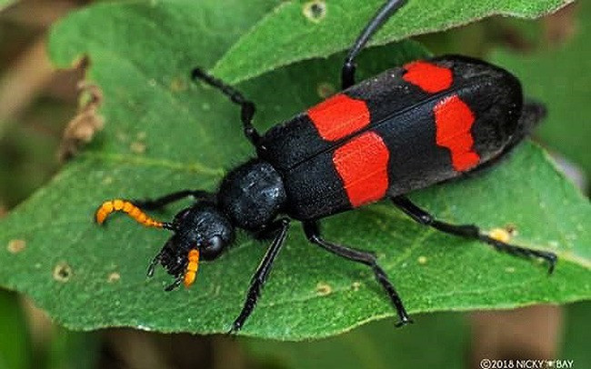 Ảnh minh họa: Internet