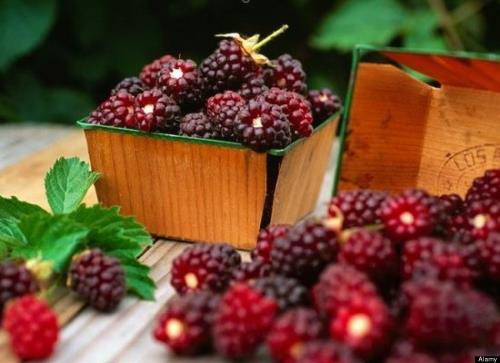 Ảnh minh họa: Internet