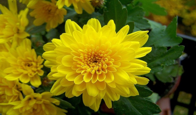 Ảnh minh họa: Internet