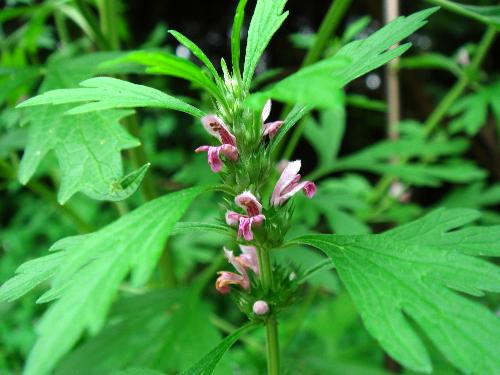 Ảnh minh họa: Internet