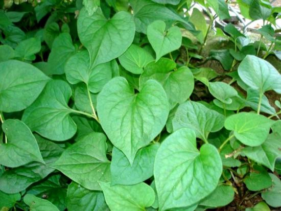 Ảnh minh họa: Internet