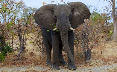 Việc phát hiện ra gien ngăn chặn tế bào ung thư ở voi sẽ giúp ích cho các nghiên cứu ngừa ung thư ở người.