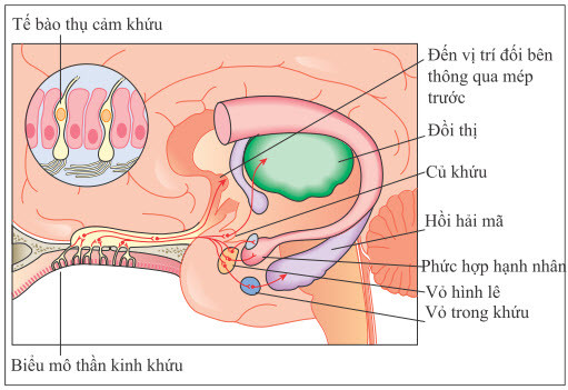 Biểu mô thần kinh khứu giác