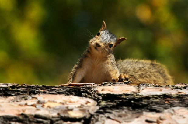 Những chú sóc ở bang Iowa đang là mục tiêu của thợ săn.