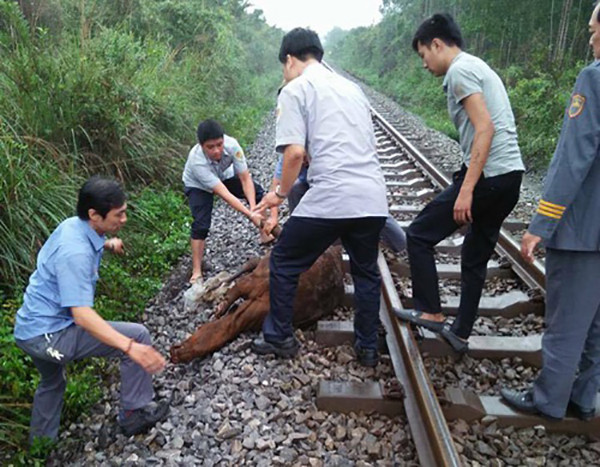 Đâm phải trâu thả rông khiến tàu SE11 và đường sắt Bắc - Nam bị ách tắc nhiều giờ. Ảnh minh hoạ.