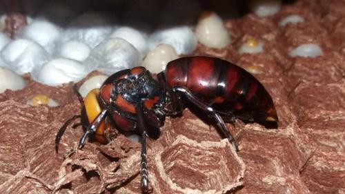 Ảnh minh hoạ: Internet