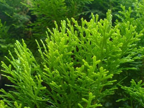 Ảnh minh họa: Internet