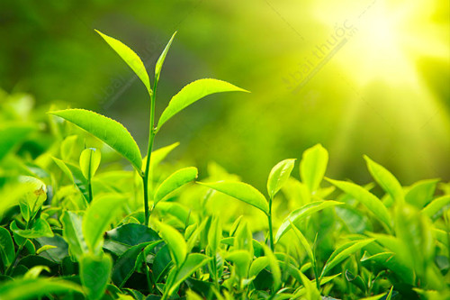 Ảnh minh họa; Internet