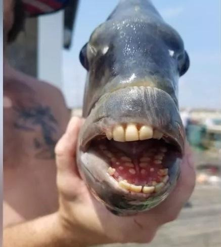 Cá đầu cừu có răng cửa giống như răng người.