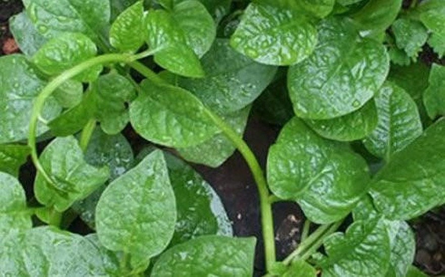 Ảnh minh họa: Internet