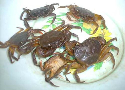 Ảnh minh họa: Internet