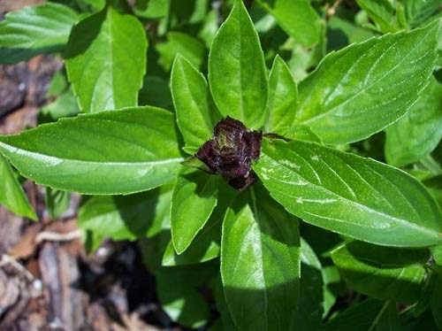 Ảnh minh hoạ: Internet