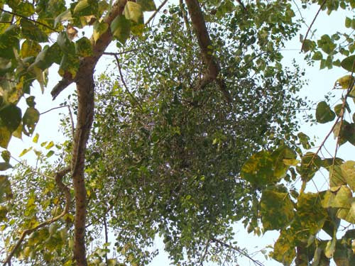 Ảnh minh hoạ: Internet