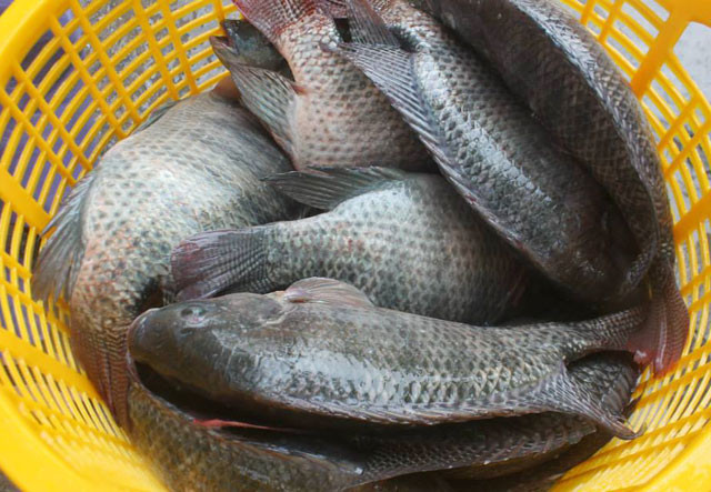 Ảnh minh hoạ: Internet